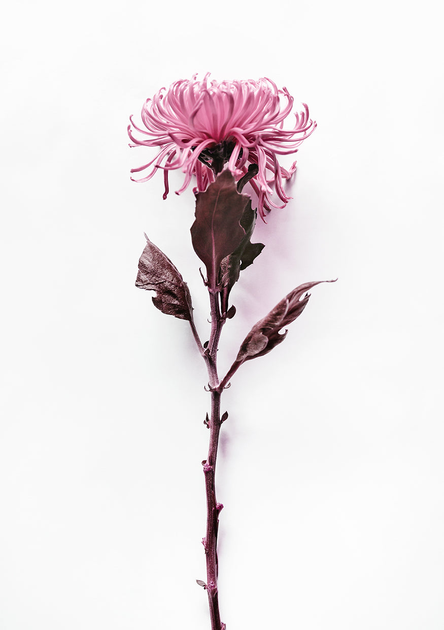 Why Can't Everything Be Pink?